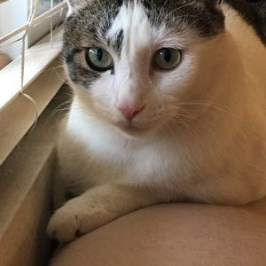 Meet your Posher, Fayaz